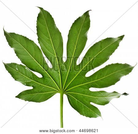 Großes Blatt japanische Aralia Familie Japonia isoliert auf weißem Hintergrund