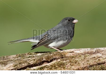 Junco On A Stump
