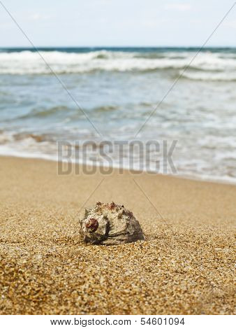 Rapana On The Beach