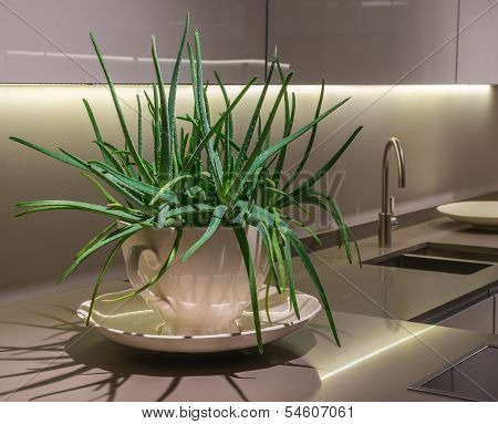 Aloe Plant In Kitchen
