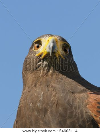 Falconers with their Harris's Hawk (parabuteo unicinctus)
