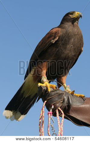 Falconers with their Harris's Hawk (parabuteo unicinctus)