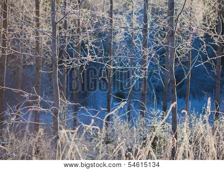 Aspens In Hoarfrost