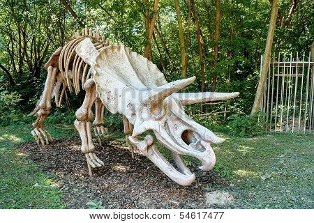 Triceratops Fossil Skeleton Over Natural Background
