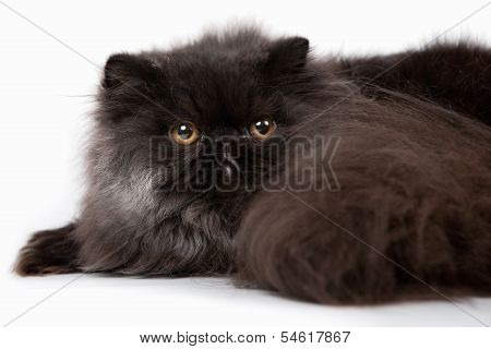 Persian Kitten