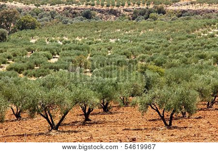 Olive trees, planted trees in the plantation in Greece, Crete.