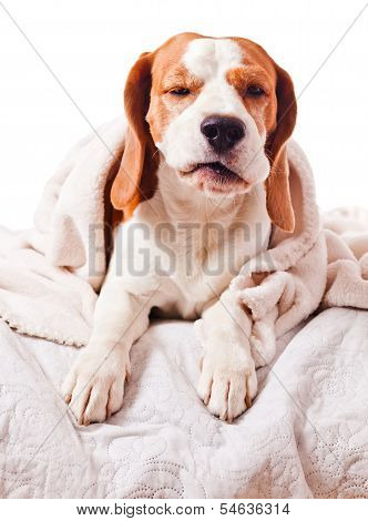 Dog Under A Blanket On White