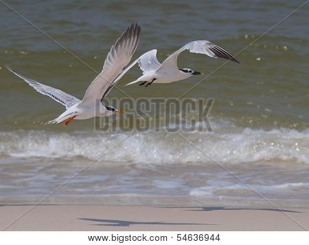 Sea Terns in Flight