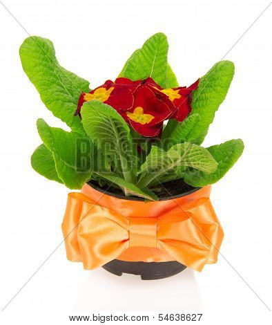 Pot with a primula, decorated by bow
