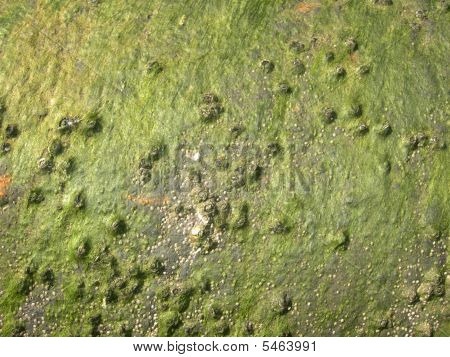 Grunge Moss