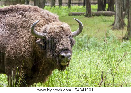 Bialowieski National Park - Poland. Aurochs Head.