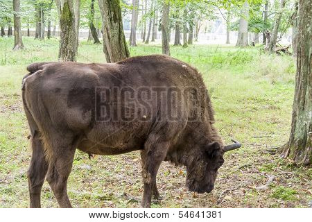 Bialowieski National Park - Poland. Aurochs Head.