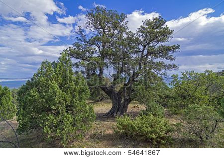 Relict juniper tree, Crimea.