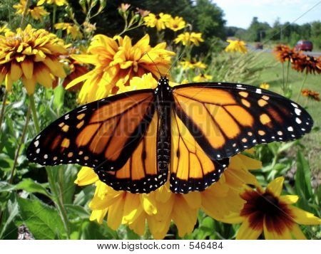 바둑 검은 수잔에