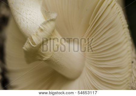 Amanita Mushrooms