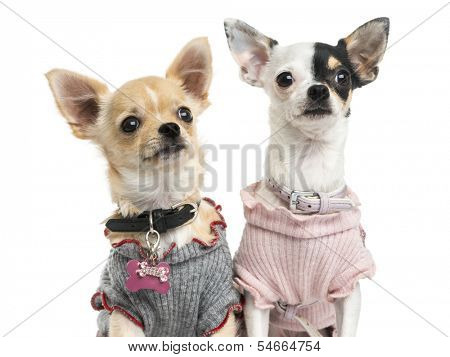 Close-up of dressed-up Chihuahuas, looking up, isolated on white