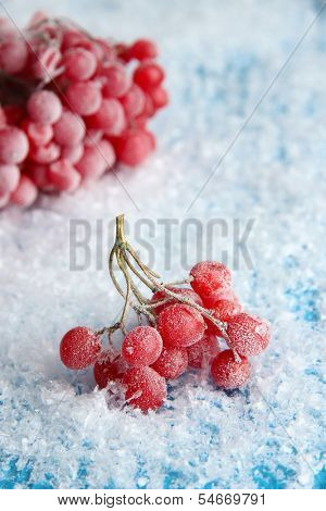 Red berries of viburnum with ice crystals, on blue background