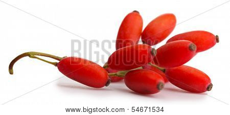 ripe barberries on branch isolated white