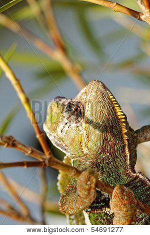 Chamaeleo Calyptratus