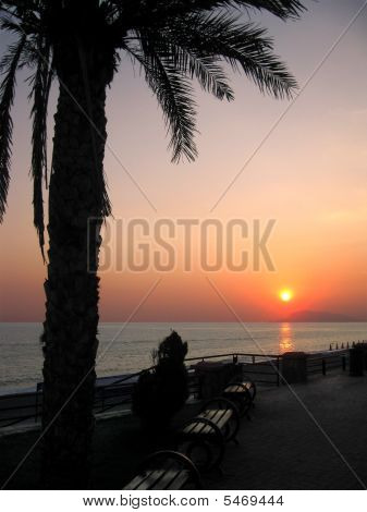 Palm silhuet på Sunset