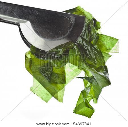 seaweed kelp ( laminaria ) close up isolated on white background
