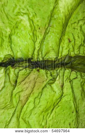 seaweed kelp ( laminaria ) surface top view close up macro shot texture background