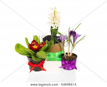 Pots with the flowers