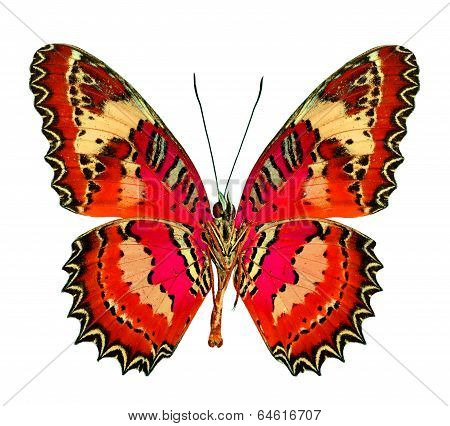 Beautiful Red Flying Butterfly Isolated On White Background