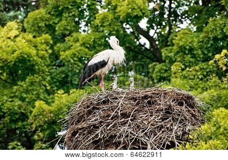 The Stork Nest