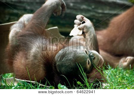 Cub Of Orangutan (pongo Pygmaeus)