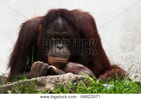 Female Of Orangutan Relaxing (pongo Pygmaeus)