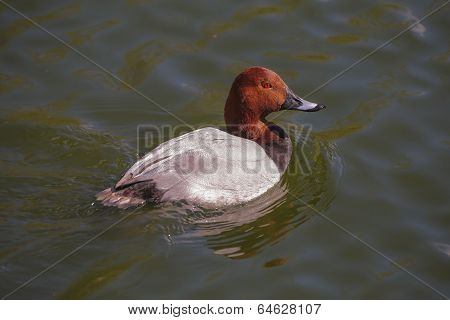 Pochard, Aythya Ferina, Single Male On Water, Warwickshire