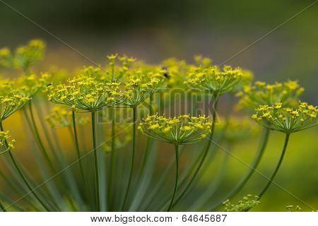 dill