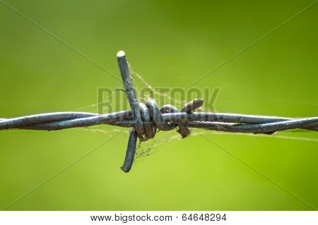 Barbed Wire