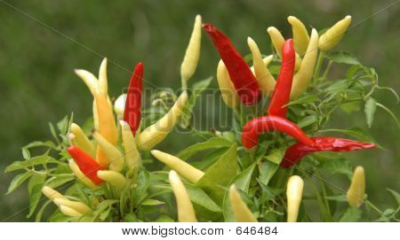 Hot Peppers