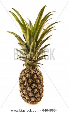 Pineapple Isolate