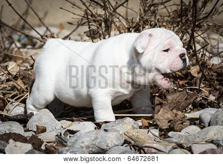 english bulldog puppy outside playing in the leaves