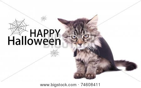 Cat in black cloak, isolated on white