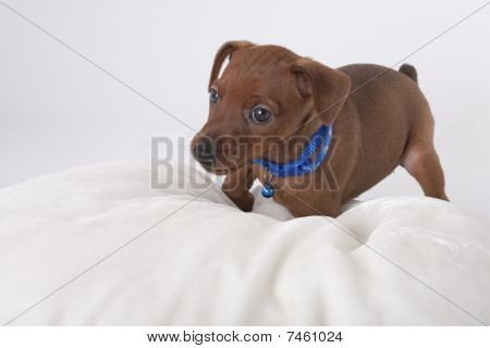 Миниатюрный пинчер