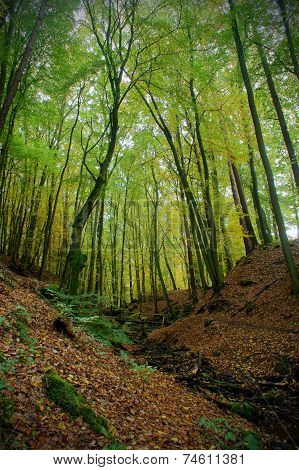 Season Forest