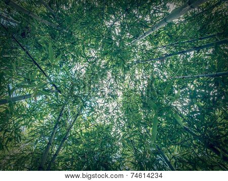 Retro Look Bamboo Plant