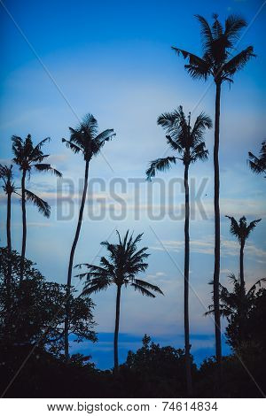 Palms