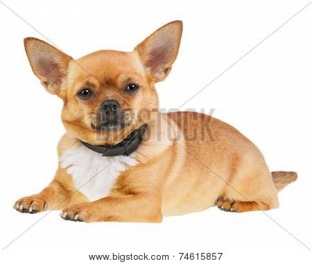 Chihuahua Dog In Anti Flea Collar Isolated On White Background.