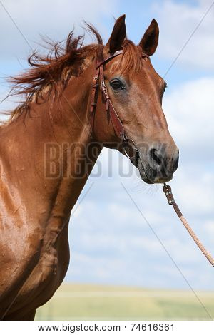 Nice Budyonny Horse Standing On Meadow