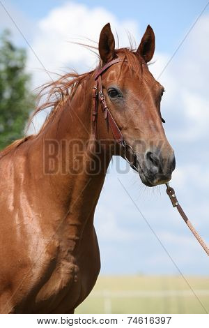 Nice Budyonny Horse Standing On Meadow