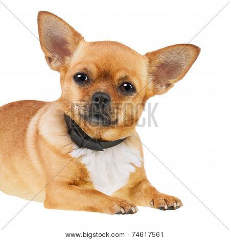 Chihuahua Dog In Anti Flea Collar Isolated On White Background.