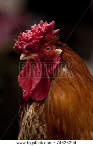 Chicken