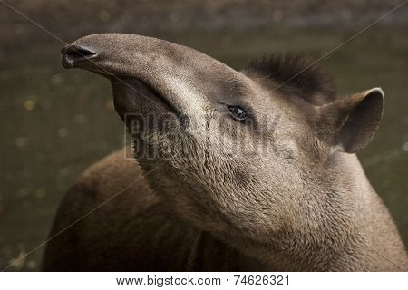 Tapir