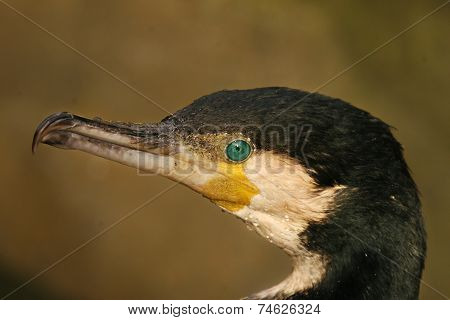 Great cormorant