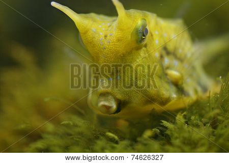 Green fish